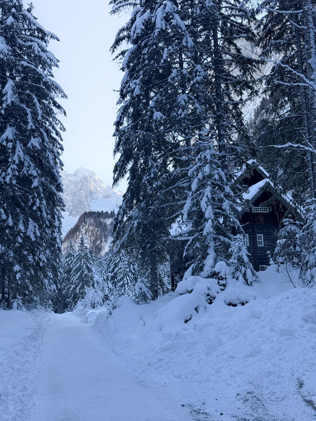 Holzmeisteralm
