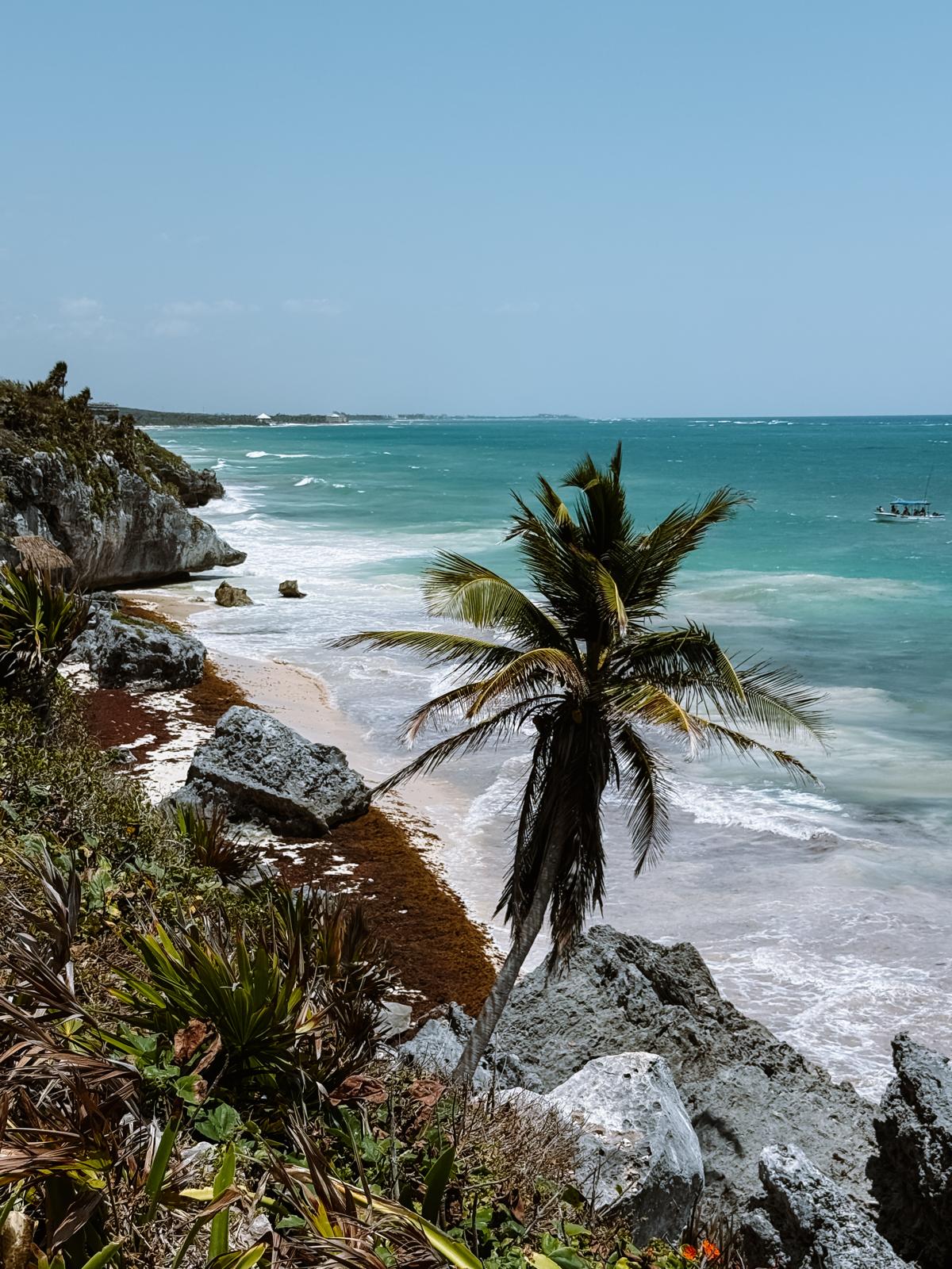 Blick über türkisfarbenes Meer auf der Halbinsel Yucatan. im Vordergrund eine einzelne schräge Palme.