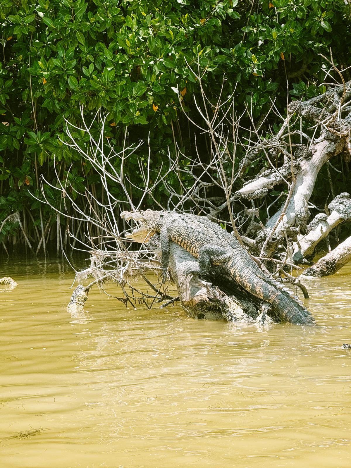krokodil