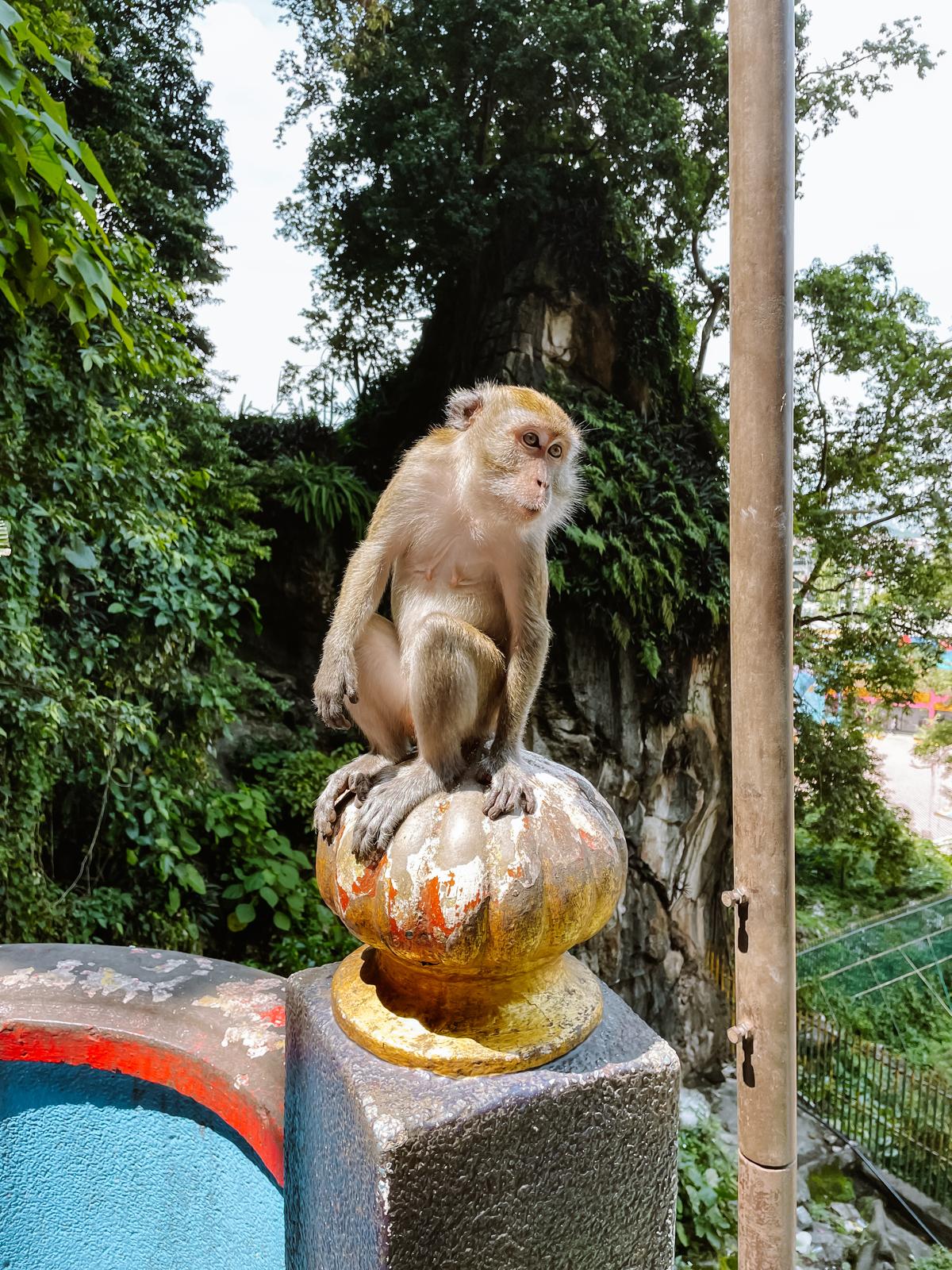 Freche Affen bei den Batu Caves